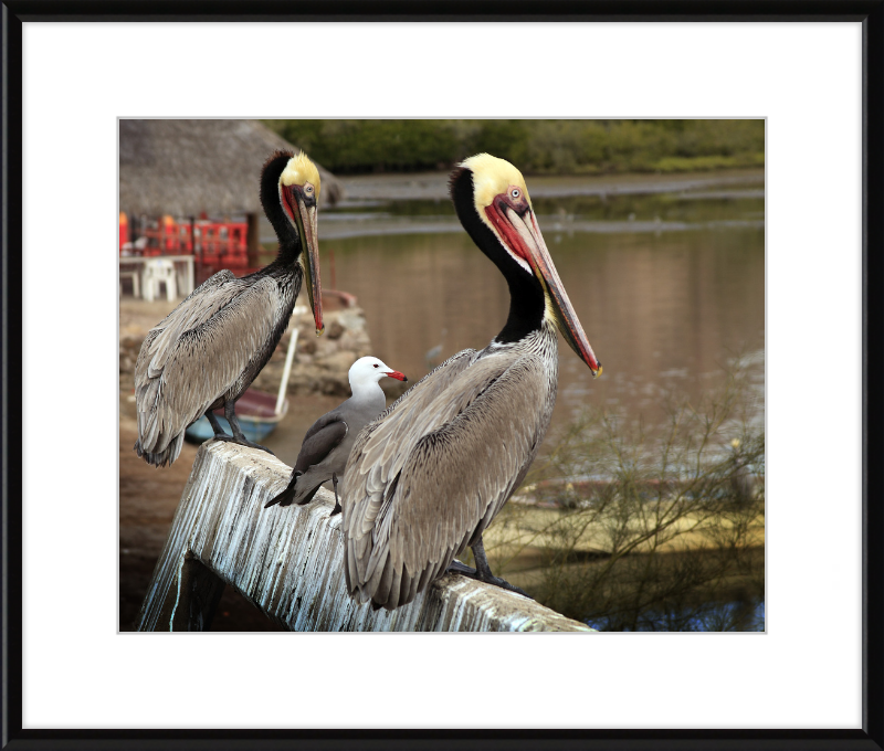 Tres amigos - Great Pictures Framed
