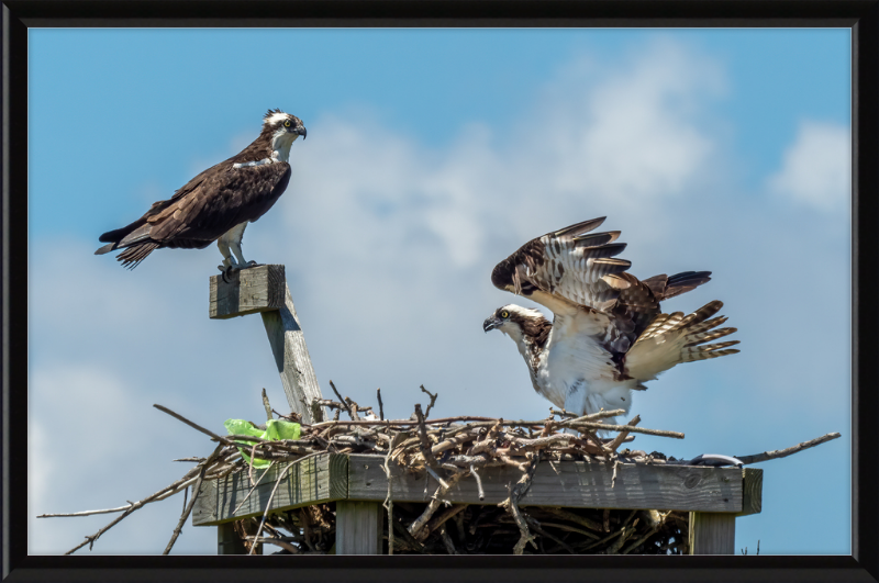 Ospreys in Sandy Hook - Great Pictures Framed