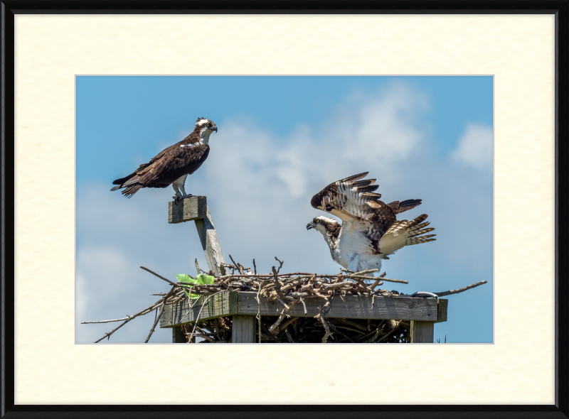 Ospreys in Sandy Hook - Great Pictures Framed