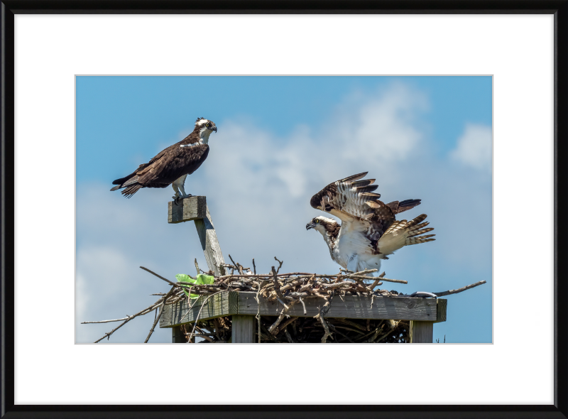 Ospreys in Sandy Hook - Great Pictures Framed