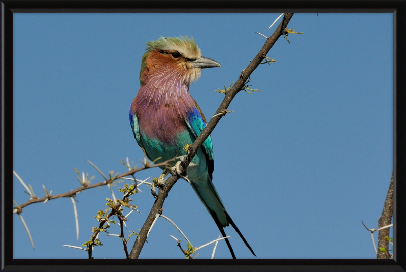 The Lilac-Breasted Roller - Great Pictures Framed