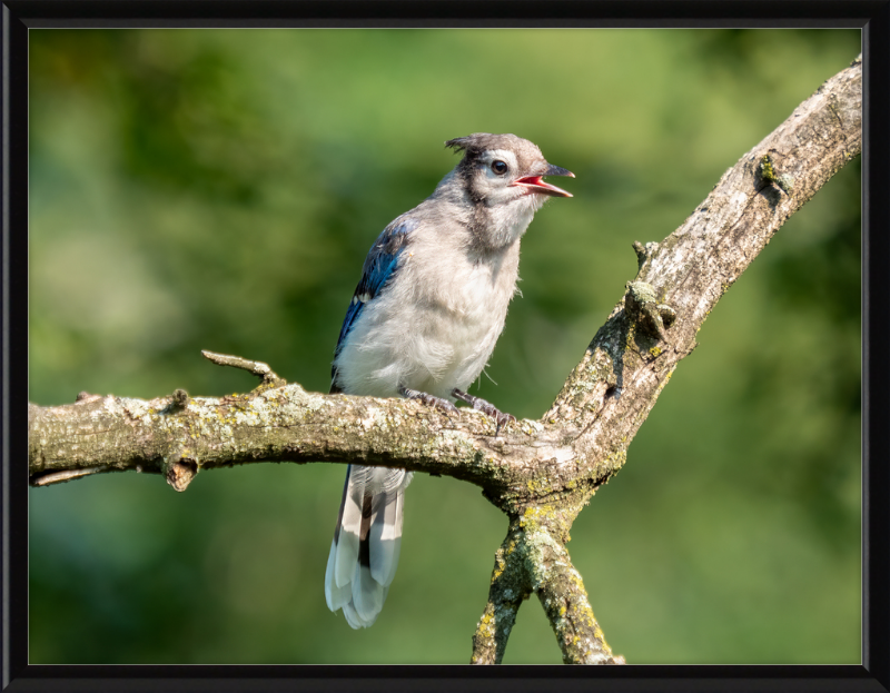 Jay Fledgling in Nature - Great Pictures Framed