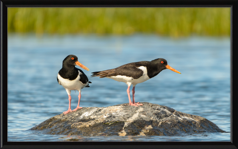 Eurasian Oystercatcher - Haematopus Ostralegus - Great Pictures Framed