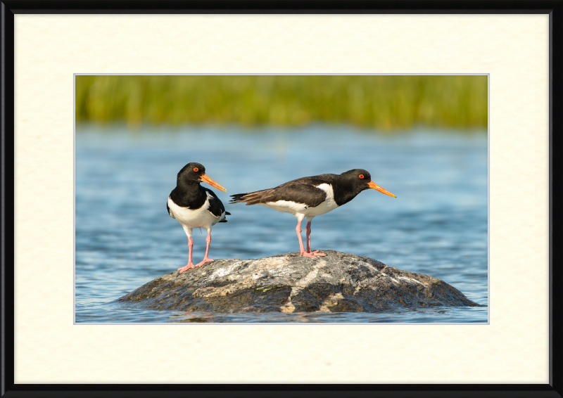 Eurasian Oystercatcher - Haematopus Ostralegus - Great Pictures Framed