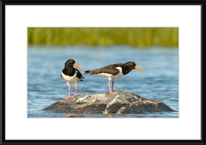 Eurasian Oystercatcher - Haematopus Ostralegus - Great Pictures Framed