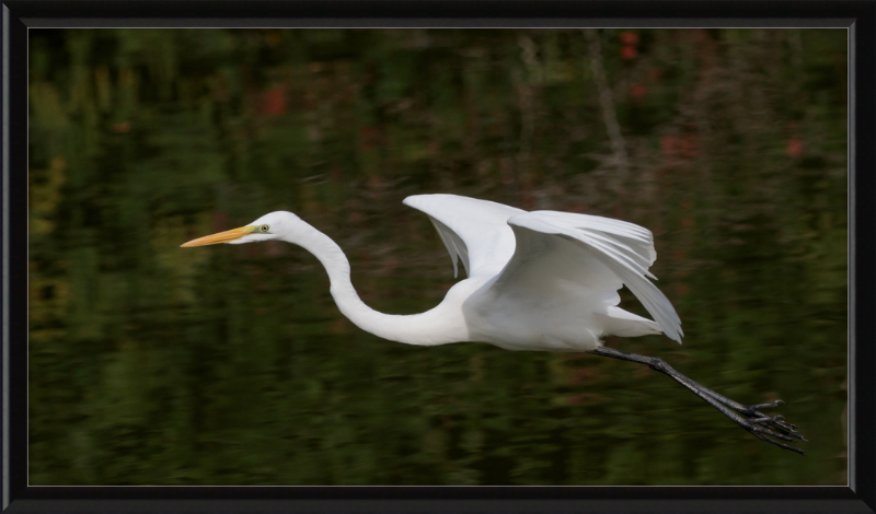 Eastern Great Egret in Flight at Tennaji Park in Osaka. - Great Pictures Framed