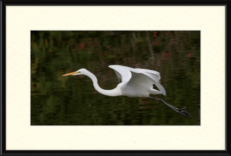 Eastern Great Egret in Flight at Tennaji Park in Osaka. - Great Pictures Framed