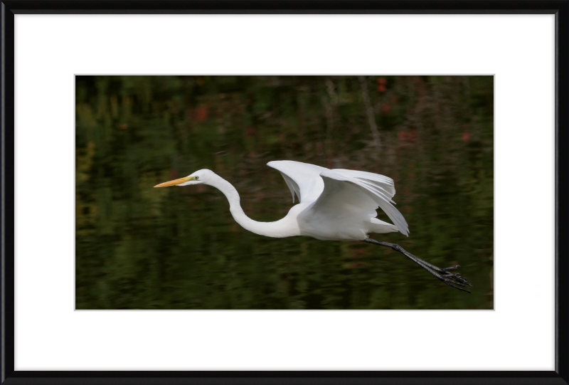 Eastern Great Egret in Flight at Tennaji Park in Osaka. - Great Pictures Framed