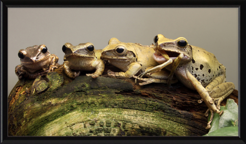 Polypedates Leucomystax Weissbart Ruderfrosch - Great Pictures Framed