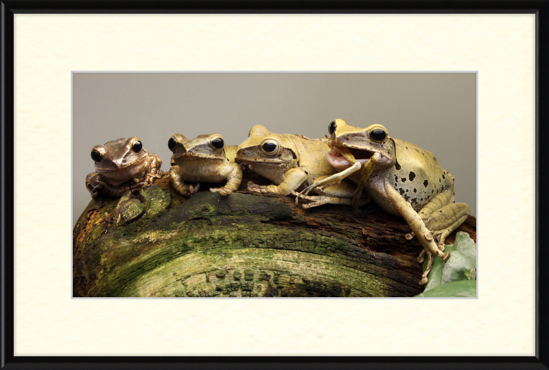 Polypedates Leucomystax Weissbart Ruderfrosch - Great Pictures Framed
