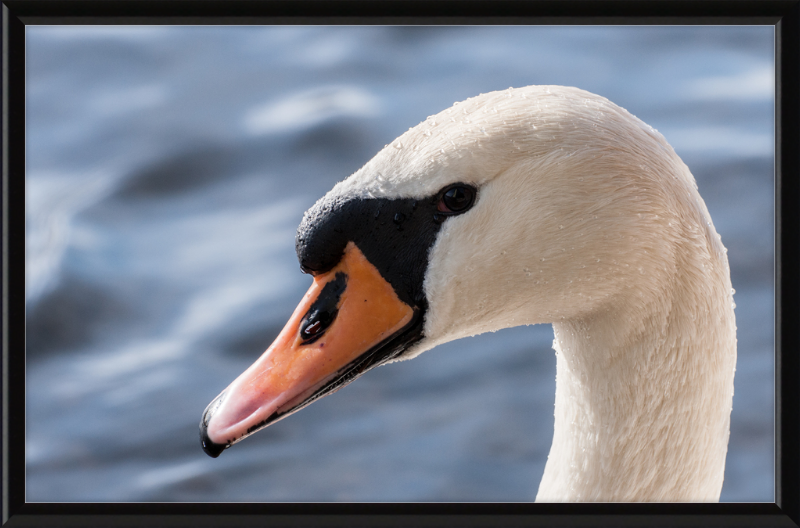 Cygnus olor - Great Pictures Framed