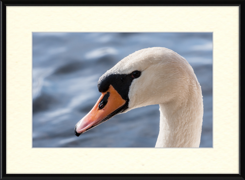 Cygnus olor - Great Pictures Framed
