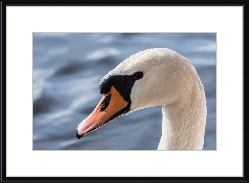 Cygnus olor - Great Pictures Framed