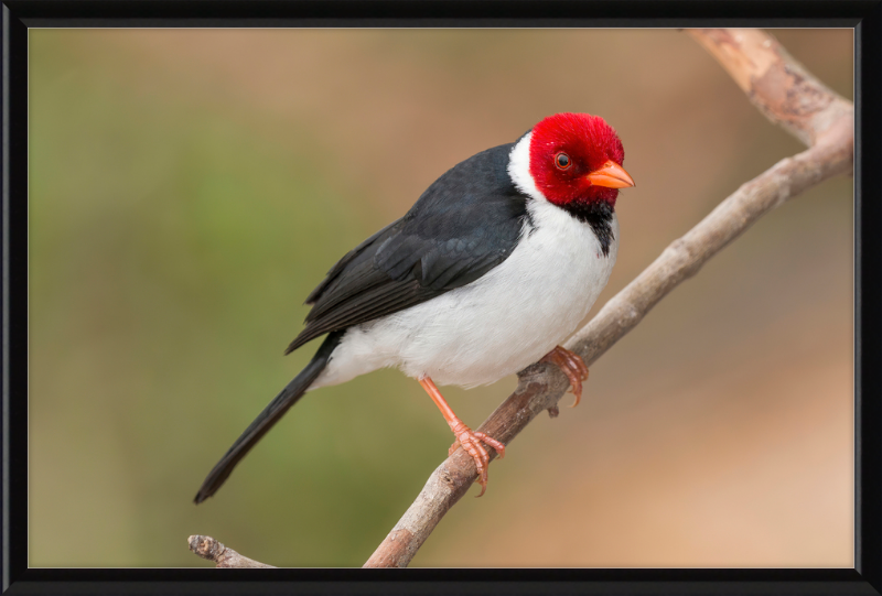 Yellow-billed Cardinal (Paroaria capitata) - Great Pictures Framed