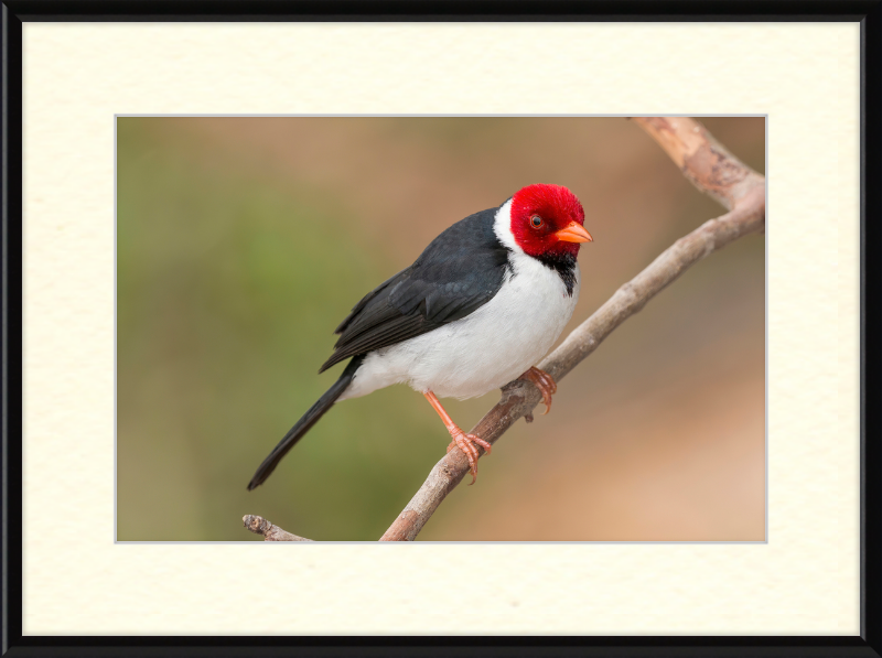 Yellow-billed Cardinal (Paroaria capitata) - Great Pictures Framed