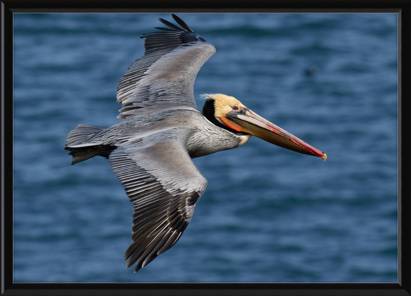 Brown Pelican in Bodega Bay - Great Pictures Framed