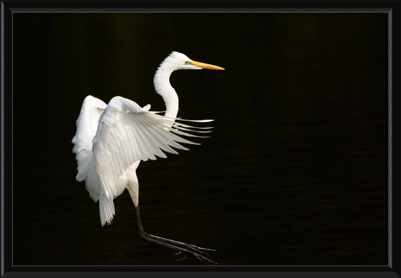 Eastern Great Egret Landing at Tennaji Park in Osaka. - Great Pictures Framed
