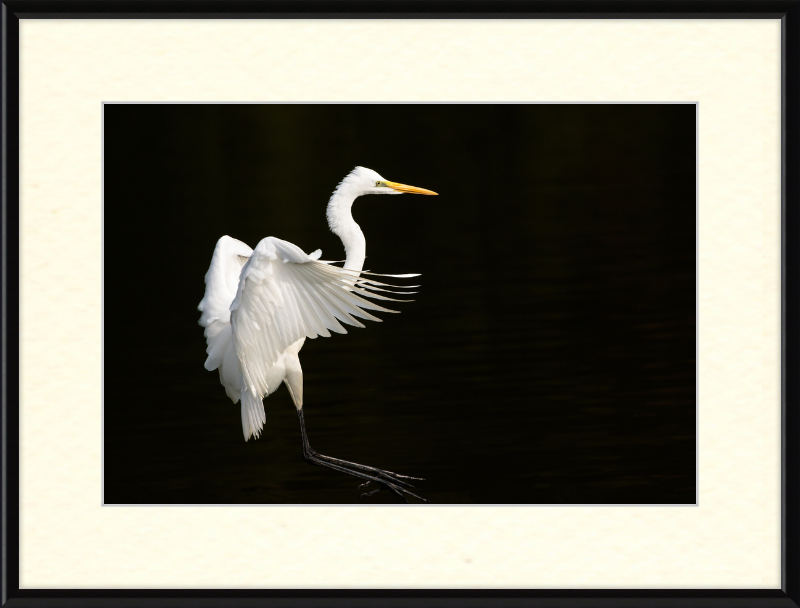 Eastern Great Egret Landing at Tennaji Park in Osaka. - Great Pictures Framed