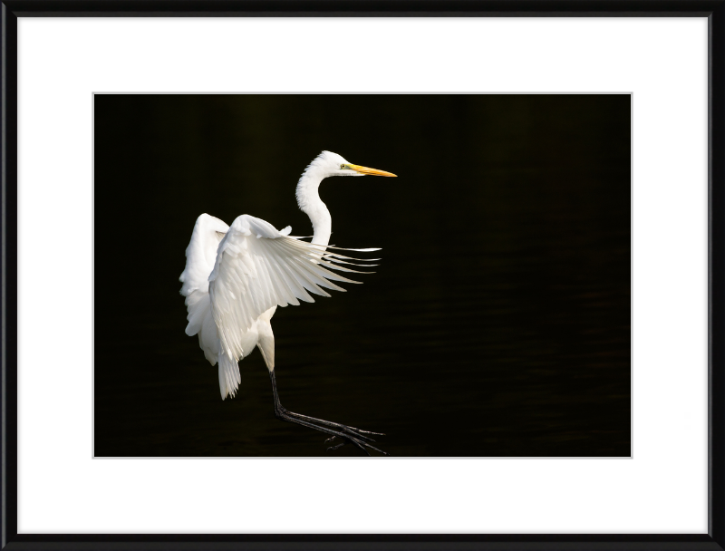 Eastern Great Egret Landing at Tennaji Park in Osaka. - Great Pictures Framed