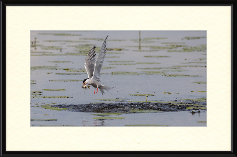 A Common Tern Fishing in the Federseeried Bird Sanctuary - Great Pictures Framed