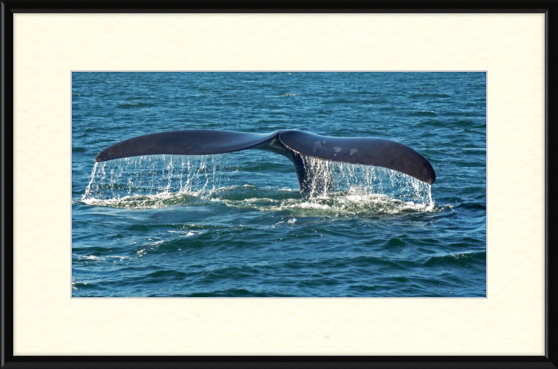 Southern Right Whale Caudal Fin - Great Pictures Framed