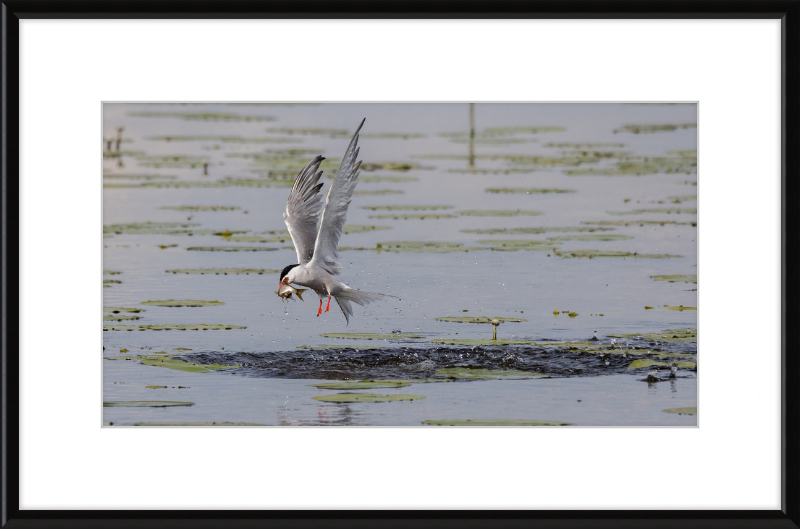 A Common Tern Fishing in the Federseeried Bird Sanctuary - Great Pictures Framed