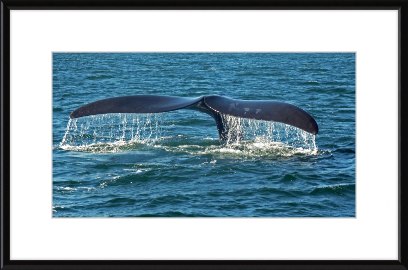 Southern Right Whale Caudal Fin - Great Pictures Framed