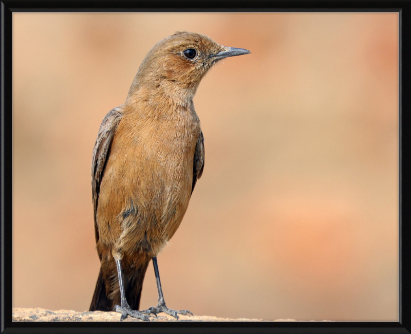 The Brown Rock Chat (Oenanthe fusca) - Great Pictures Framed