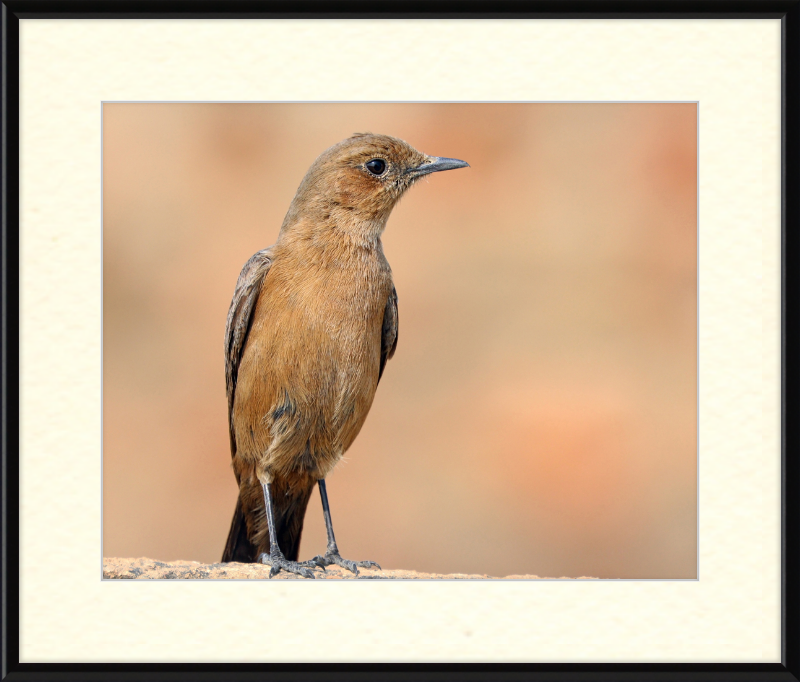 The Brown Rock Chat (Oenanthe fusca) - Great Pictures Framed