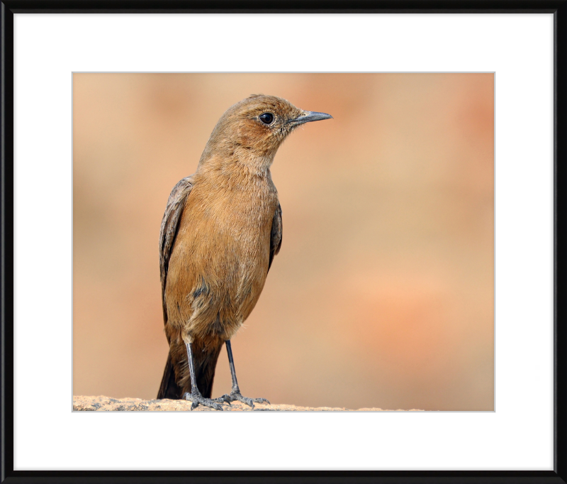 The Brown Rock Chat (Oenanthe fusca) - Great Pictures Framed