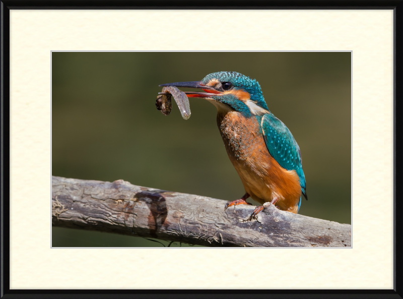 Kingfisher Eating a Tadpole - Great Pictures Framed