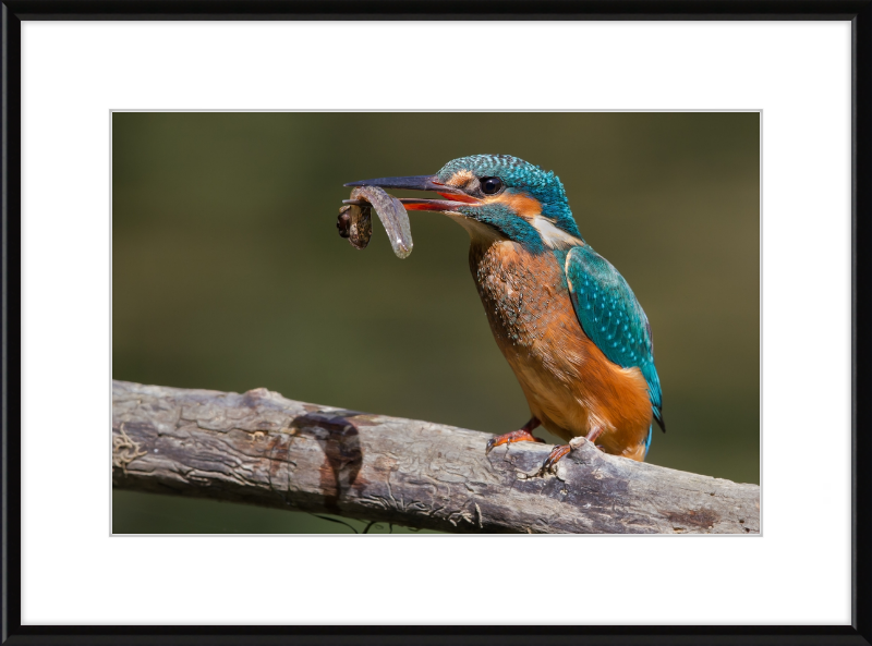 Kingfisher Eating a Tadpole - Great Pictures Framed