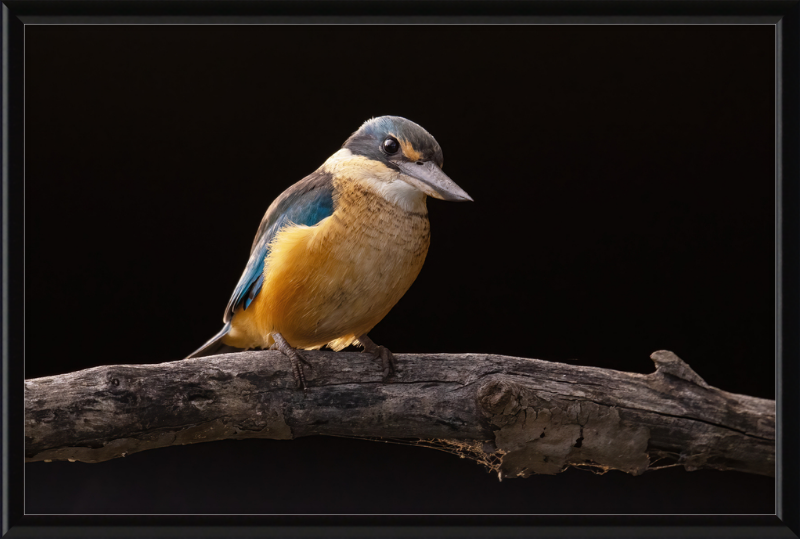 Sacred Kingfisher- Sydney Olympic Park - Great Pictures Framed