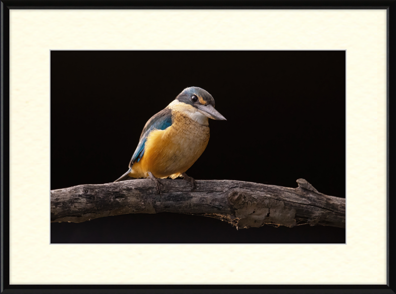 Sacred Kingfisher- Sydney Olympic Park - Great Pictures Framed
