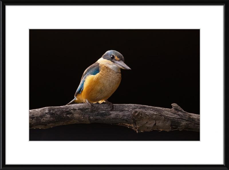 Sacred Kingfisher- Sydney Olympic Park - Great Pictures Framed