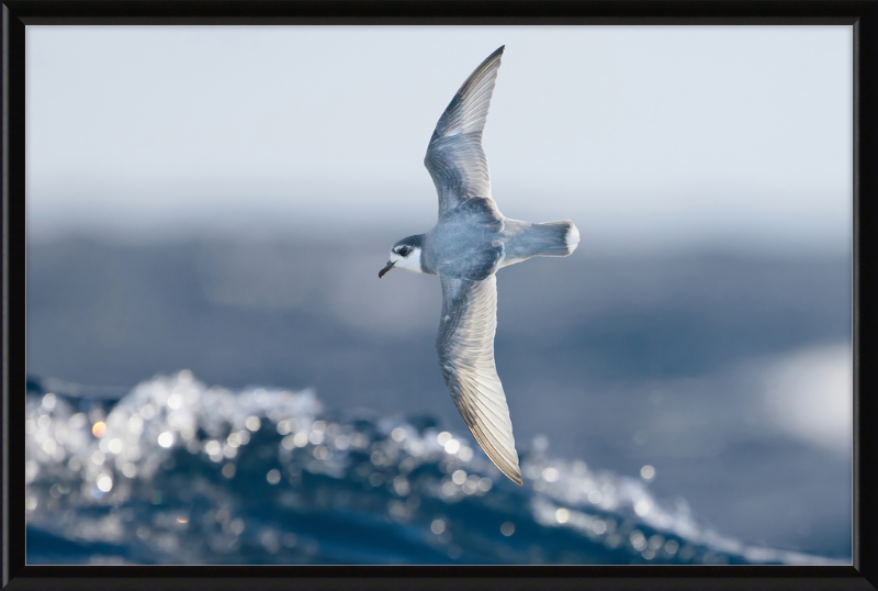 Halobaena Caerulea in Flight - SE Tasmania - Great Pictures Framed