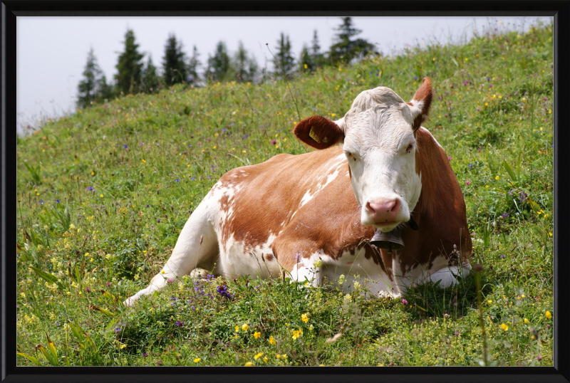 A Fleckvieh Cow in the Swiss Alps - Great Pictures Framed