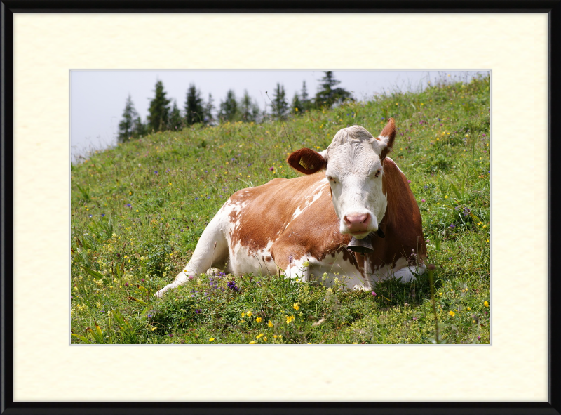 A Fleckvieh Cow in the Swiss Alps - Great Pictures Framed