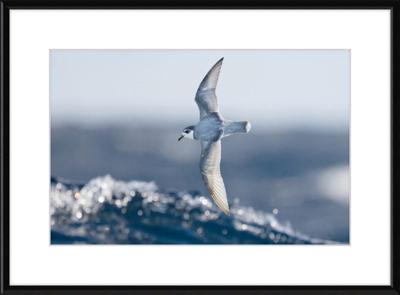 Halobaena Caerulea in Flight - SE Tasmania - Great Pictures Framed