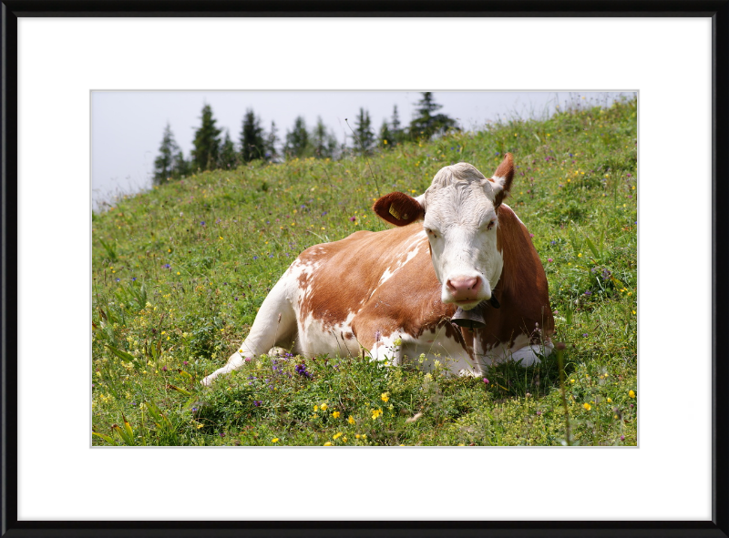 A Fleckvieh Cow in the Swiss Alps - Great Pictures Framed