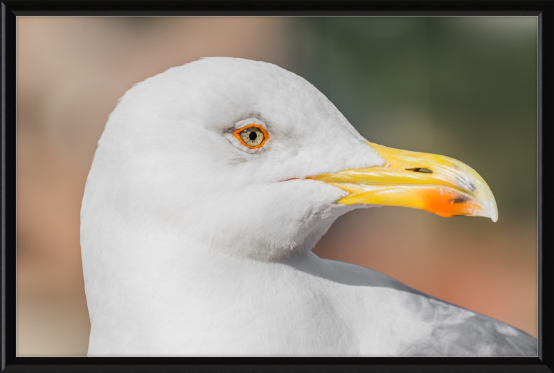 Larus Michahellis in Farnese Gardens - Great Pictures Framed