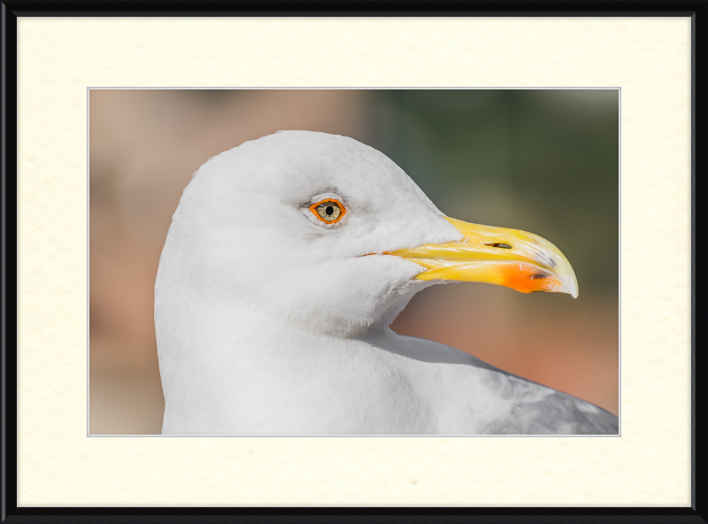 Larus Michahellis in Farnese Gardens - Great Pictures Framed