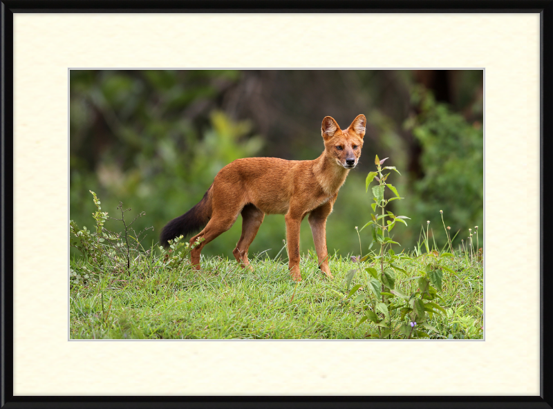 Asiatic Wild Dog - Great Pictures Framed