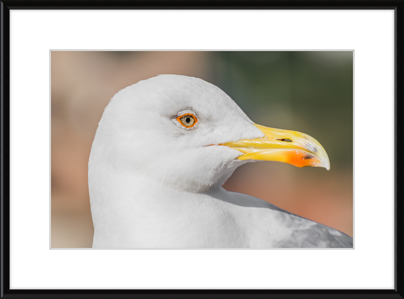 Larus Michahellis in Farnese Gardens - Great Pictures Framed