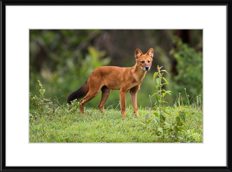 Asiatic Wild Dog - Great Pictures Framed