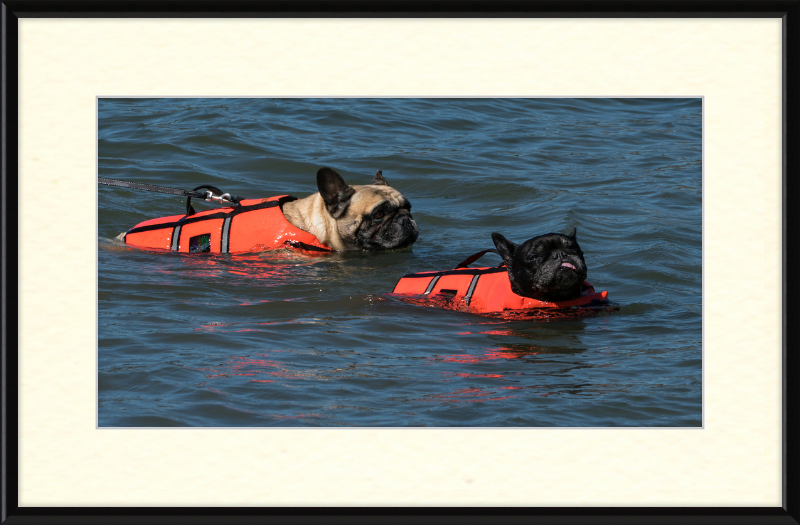 Two French Bulldogs Swimming in Life Jackets - Great Pictures Framed