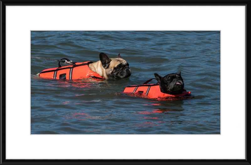 Two French Bulldogs Swimming in Life Jackets - Great Pictures Framed