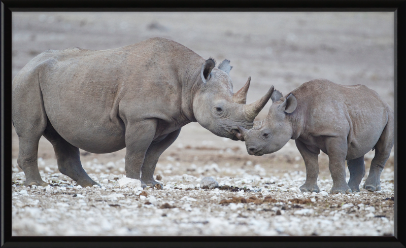 Two Rhinos - Great Pictures Framed