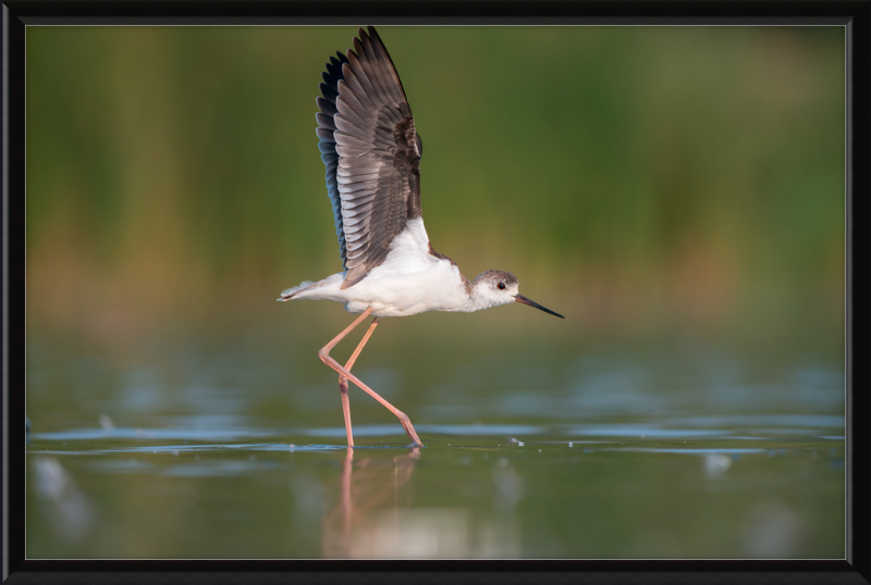 A Young Long-Legged Wader in the Danube Delta - Great Pictures Framed
