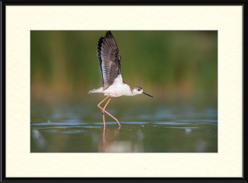 A Young Long-Legged Wader in the Danube Delta - Great Pictures Framed